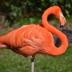 Flamingos