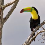 Keel-billed Toucan