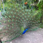 Pea-cock